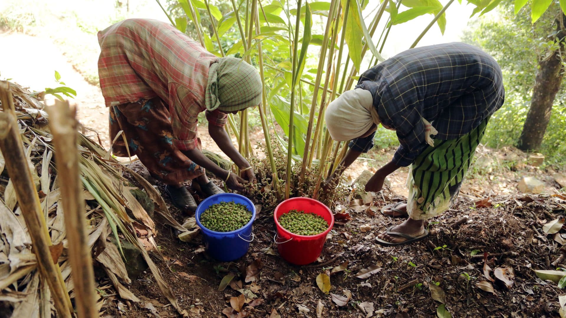 Spice Plantation Walks